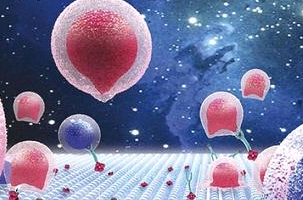 中性粒细胞膜囊泡 NeutrophilsMembraneCoatedVesicles